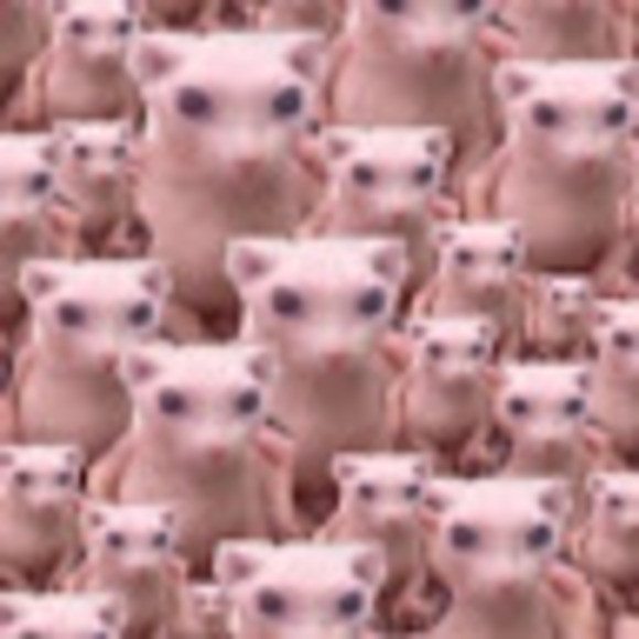 Meet your Posher, Alexandra - Picture 1 of 1